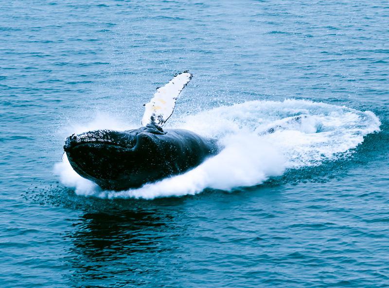 Baleine à bosse Liefdefjorden - Croisière Spitzberg