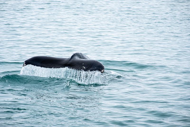 Baleine à bosse Woodfjord - Spitzberg