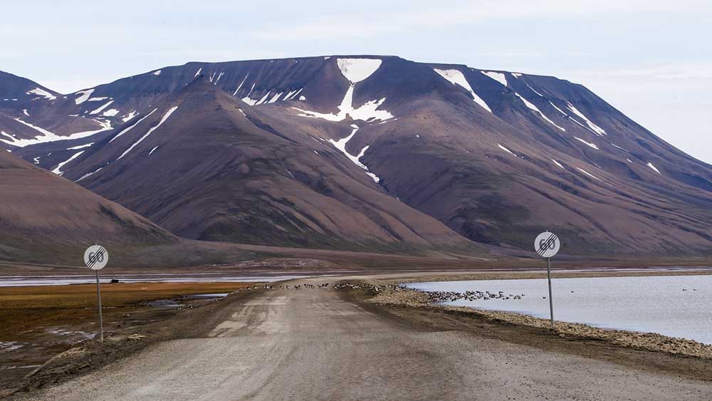 Bernache Nonette - Longyearbyen