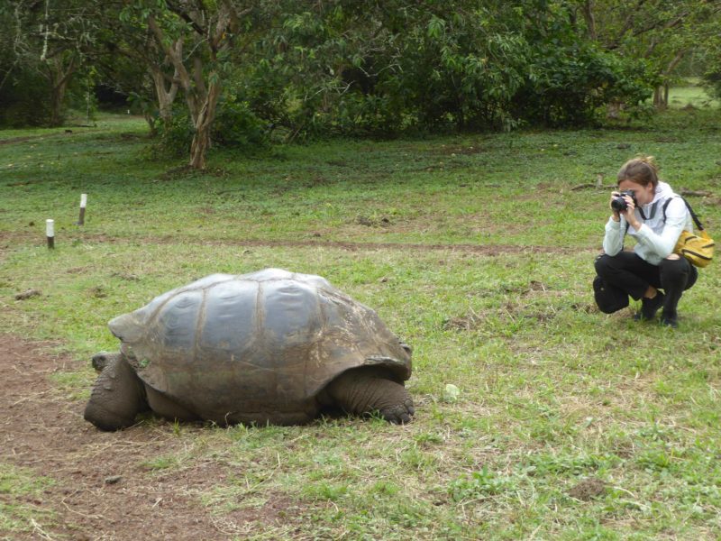 Tortue - Croisières Galapagos