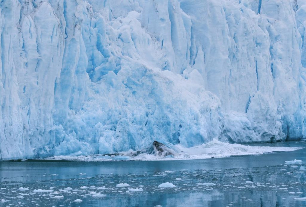 Glacier de Monaco Velage - Croisière Spitzberg