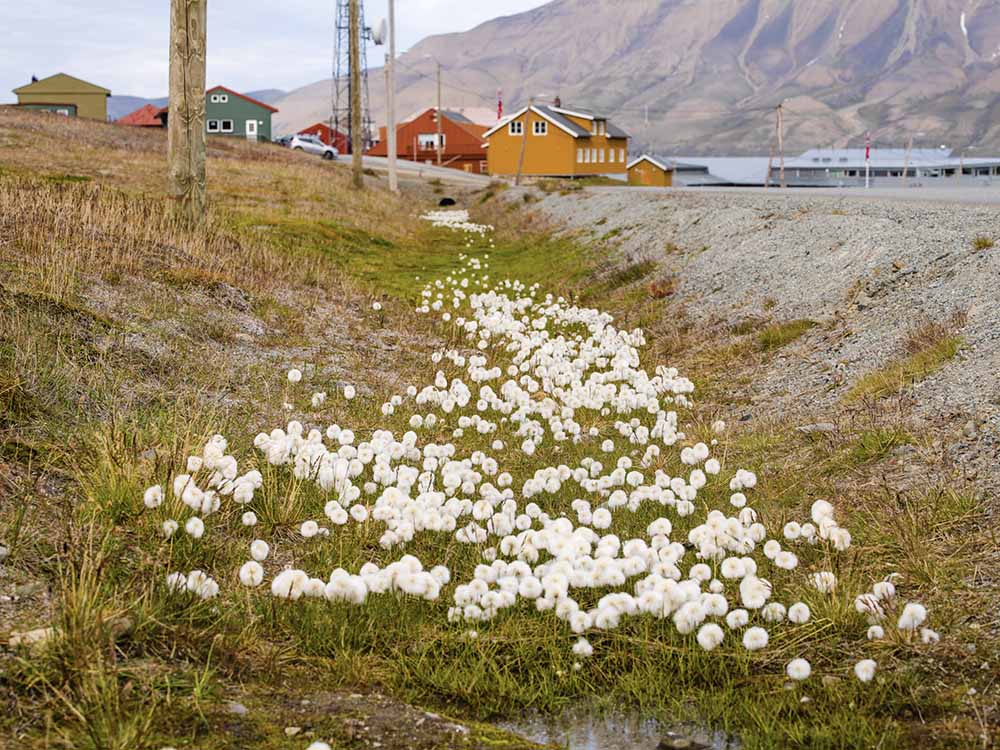 Expedition arctique - Longyearbyen linaigrettes