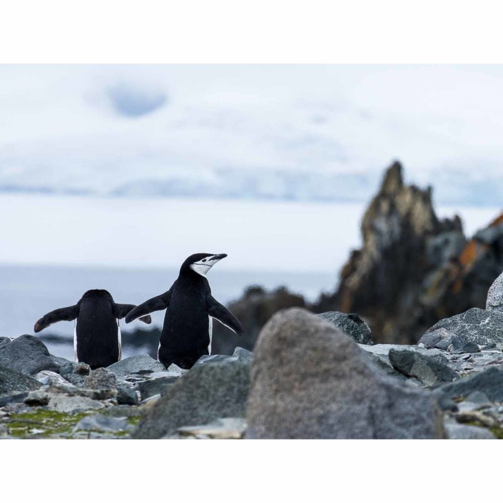 Manchot Jugulaire Deception Island