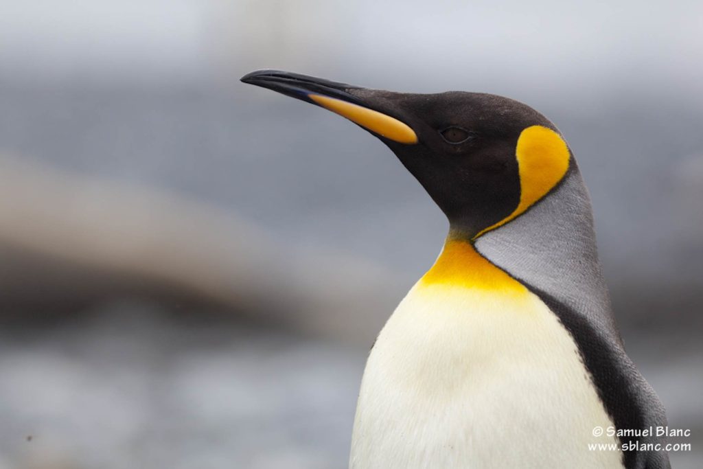 Manchot-royal - Croisière Antarctique