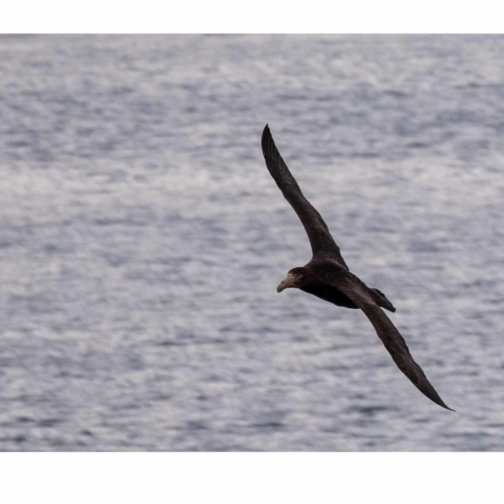 Petrel géante Antarctique Drake