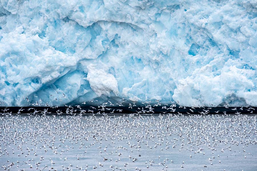 Photos Mouette Glacier Monaco