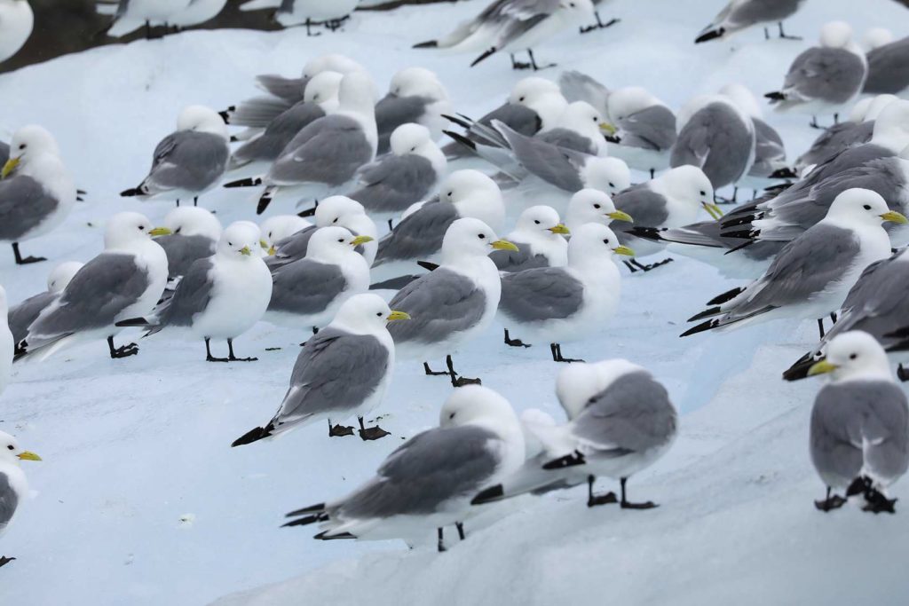 Mouettes - Croisière Spitzberg