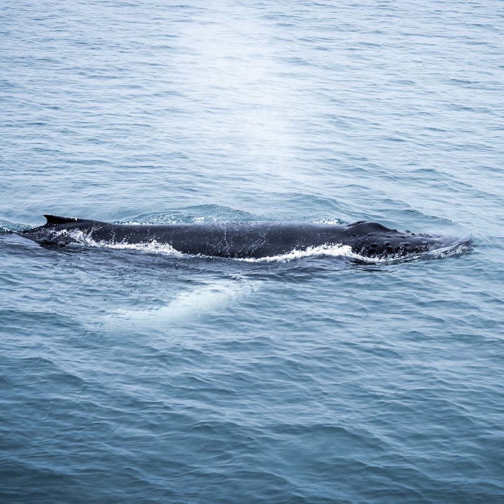 Baleine à Bosse - Croisière Arctique