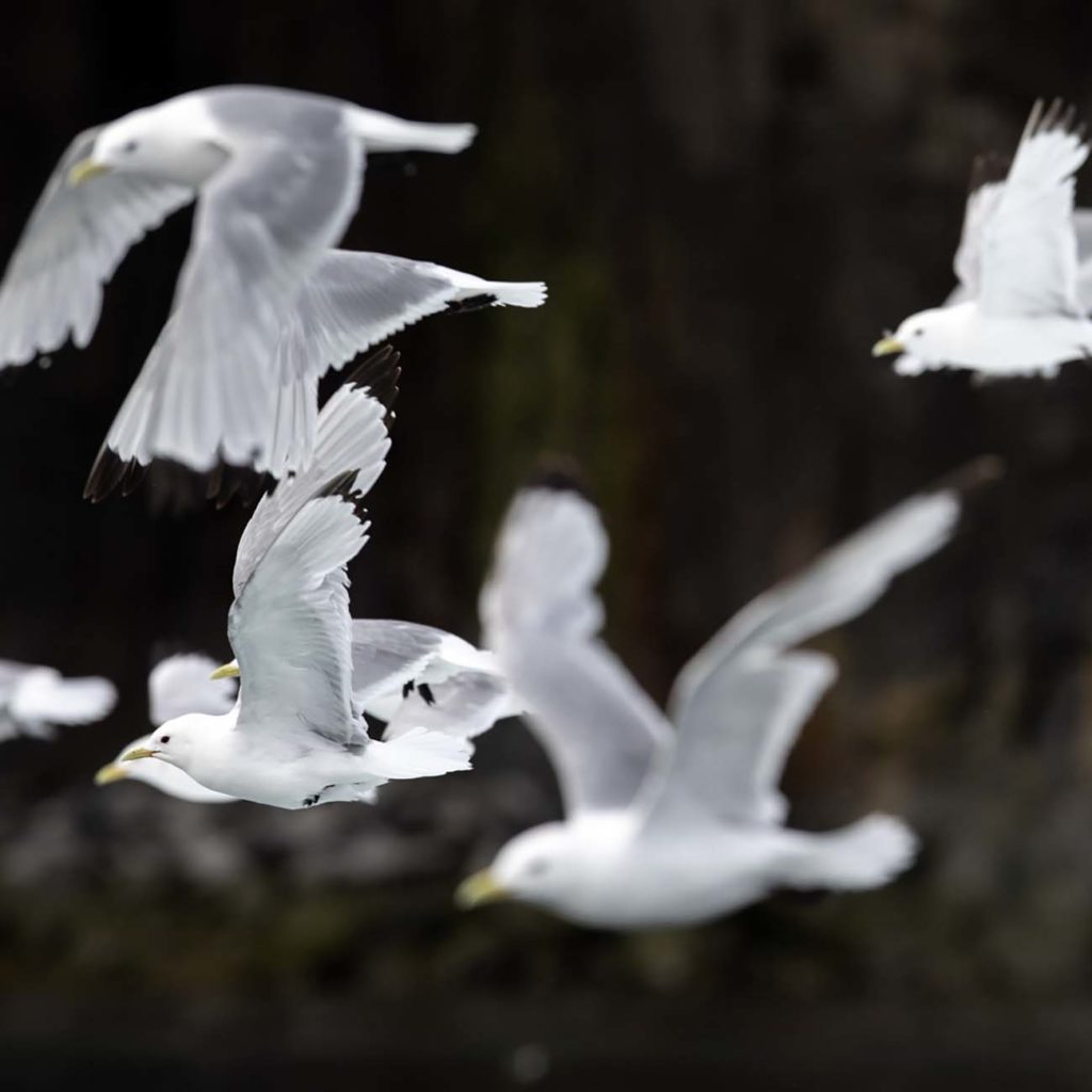 Mouettes Tridactyles - Croisière Spitzberg - Arctique