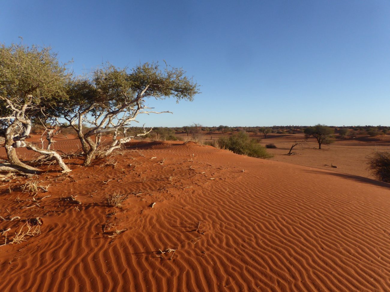 Circuit Kalahari - Namibie