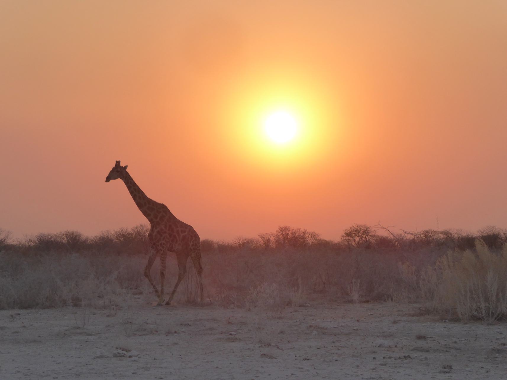 Girafe - Circuit Namibie Afrique