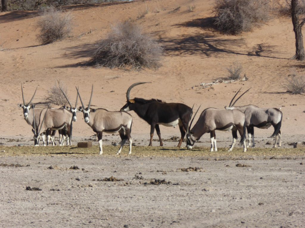 Oryxs - Circuit Namibie