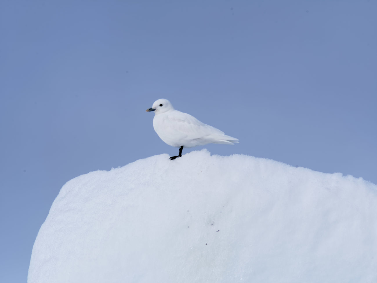 Découverte de la mouette ivoire lors d'une croisière au Spitzberg