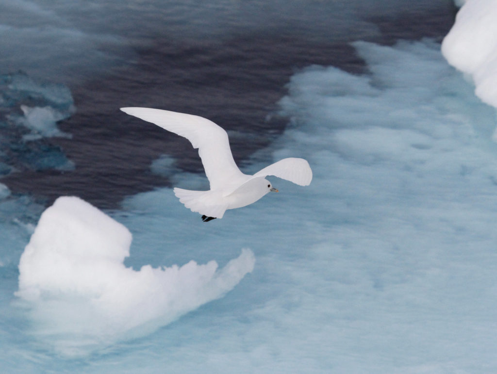 Découverte de la mouette ivoire lors d'une croisière au Spitzberg