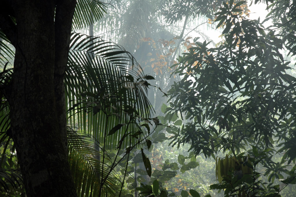 Découverte du parc national du tapajos à Manaus en Amazonie