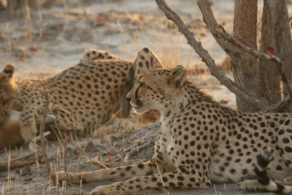 Safari Guépard Afrique