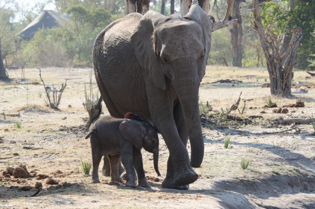 Elephant Zambeze