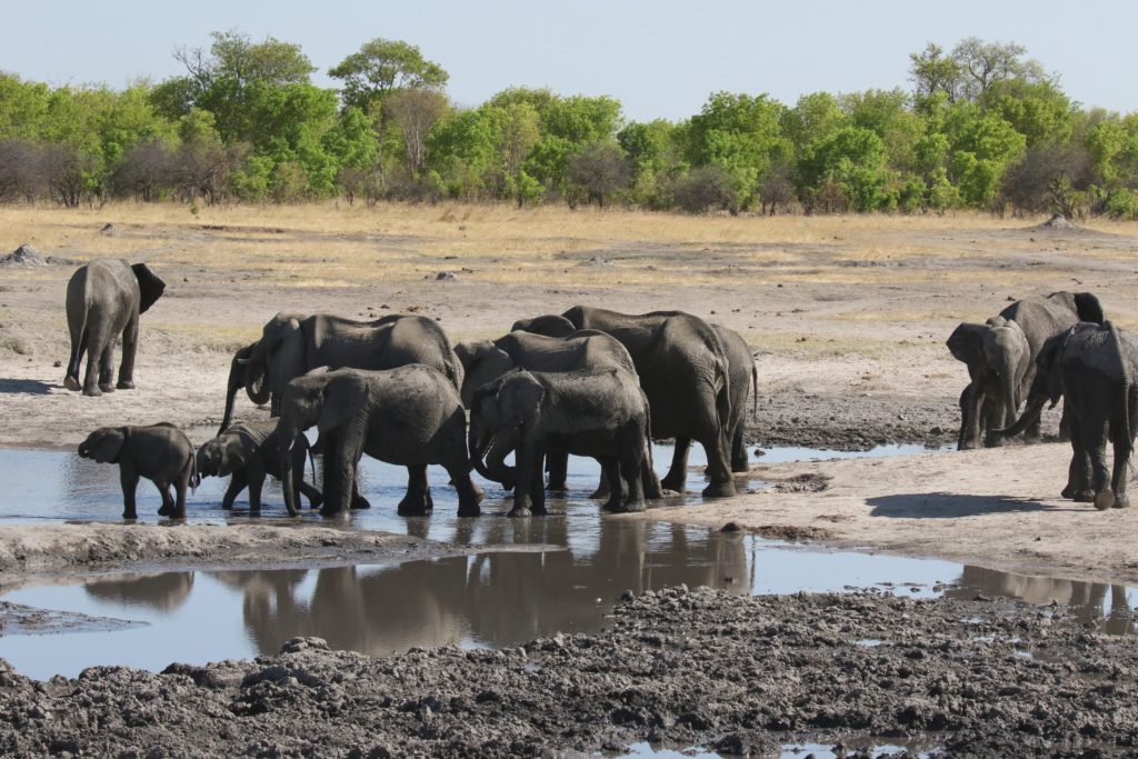 Éléphants safari