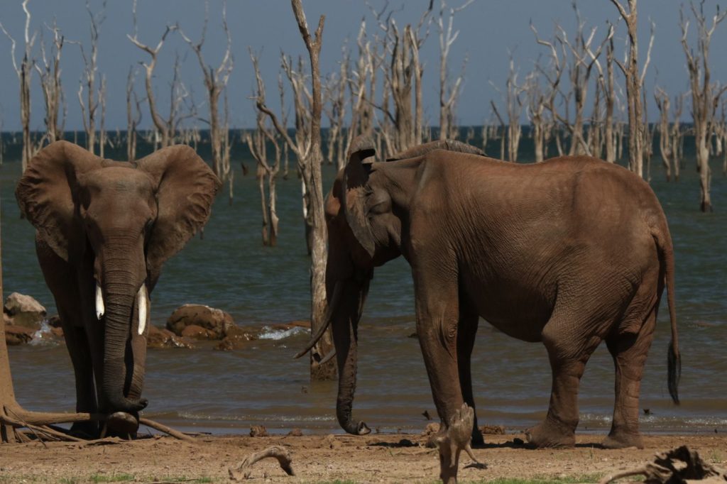 Circuit Elephant Zambeze