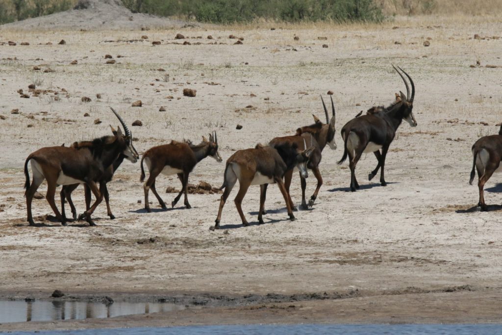 Safari hippotragues Afrique