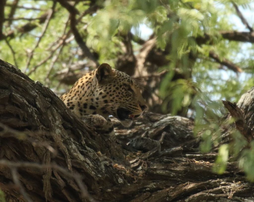 Safari Léopard