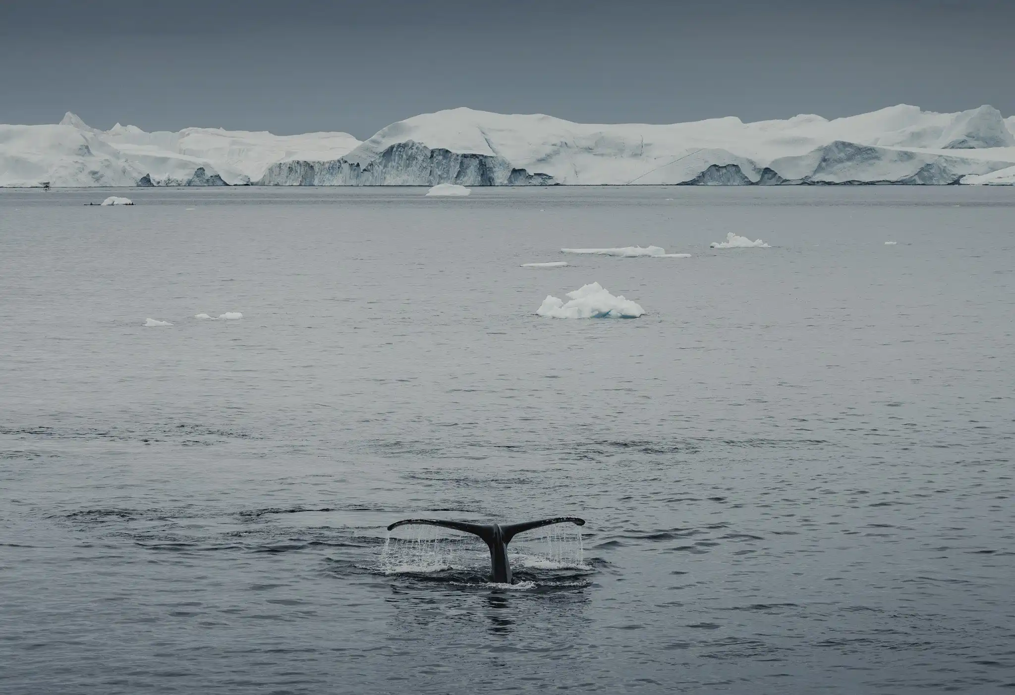 Baleine Groenland © Valentin Pilate
