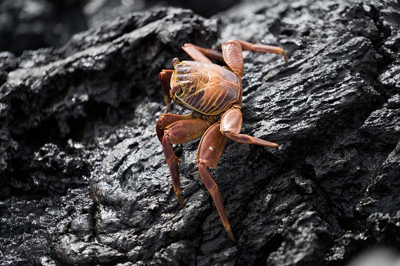 Crabes - îles Galapagos