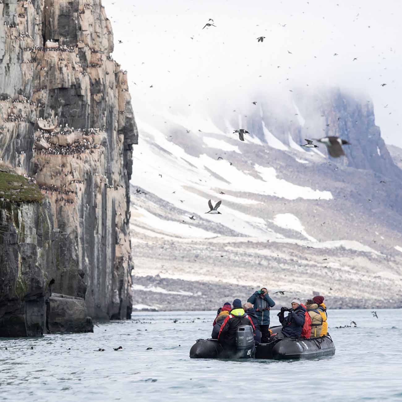 Découverte Alkefjellet et ses milliers d'oiseaux au Spitzberg