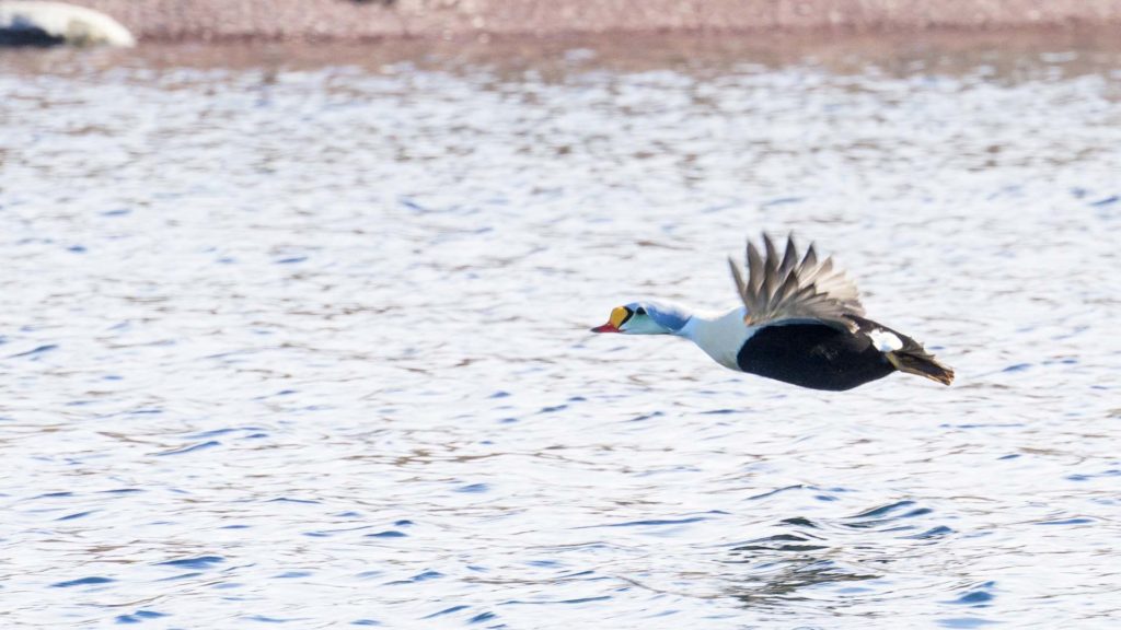 Eider à tête grise - Spitzberg