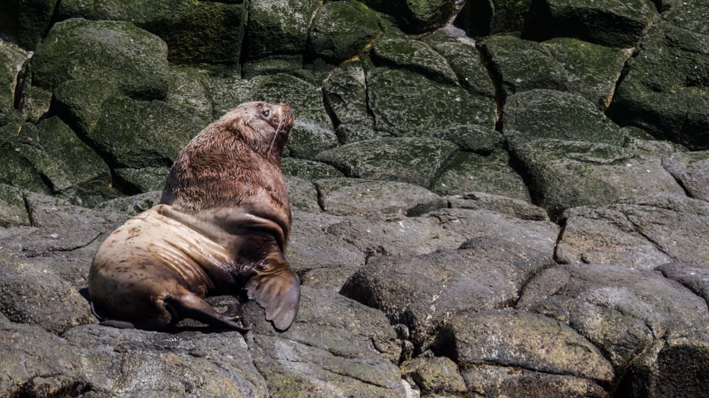 Découverte des éléphants de mer au Kamchatka