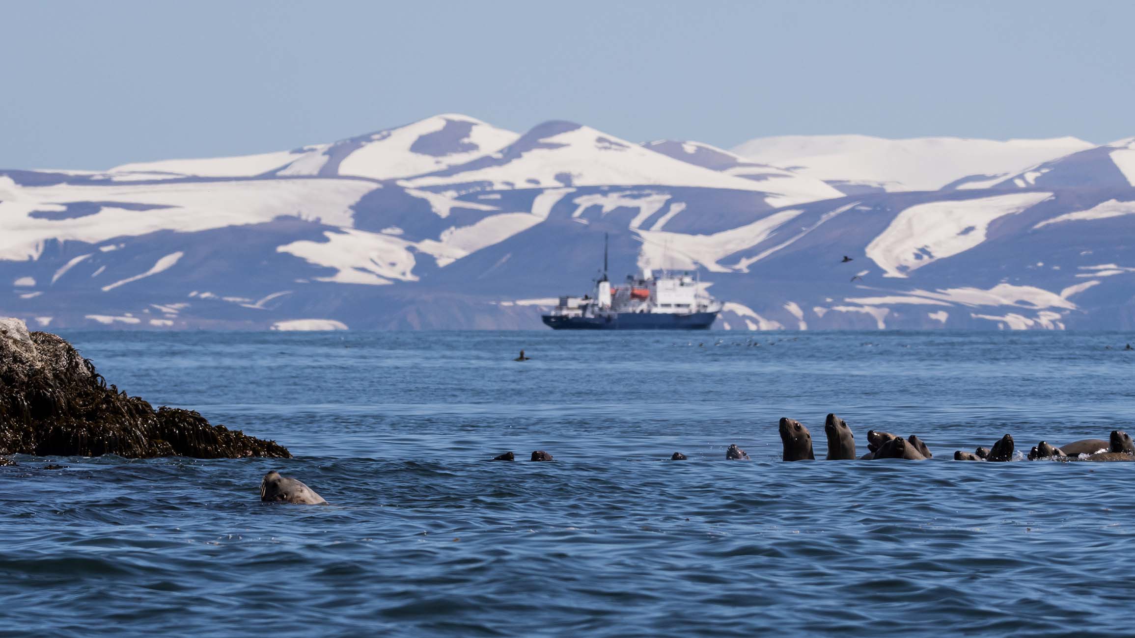Découverte des éléphants de mer - Kamchatka