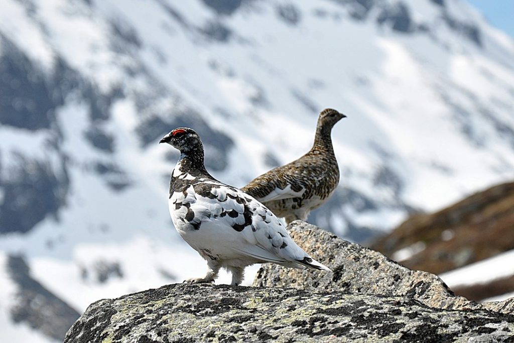 Le lagopède des Alpes - Spitzberg