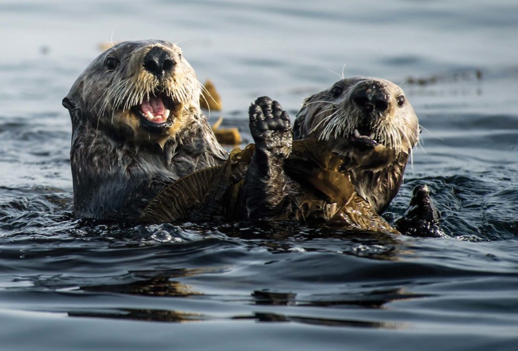 Découverte des loutres de mer lors du circuit en Alaska