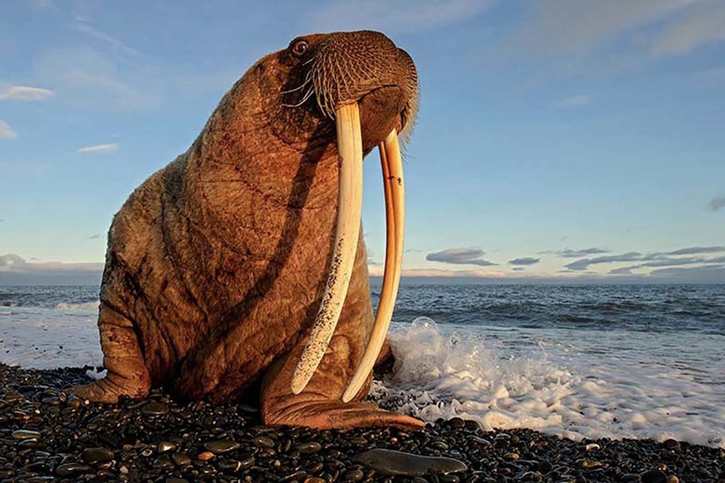 Découverte des morses sur l'île de Wrangel au Kamchatka