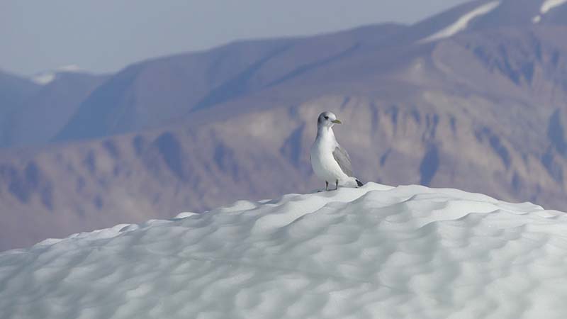 mouette tridactyle Faune Spitzberg