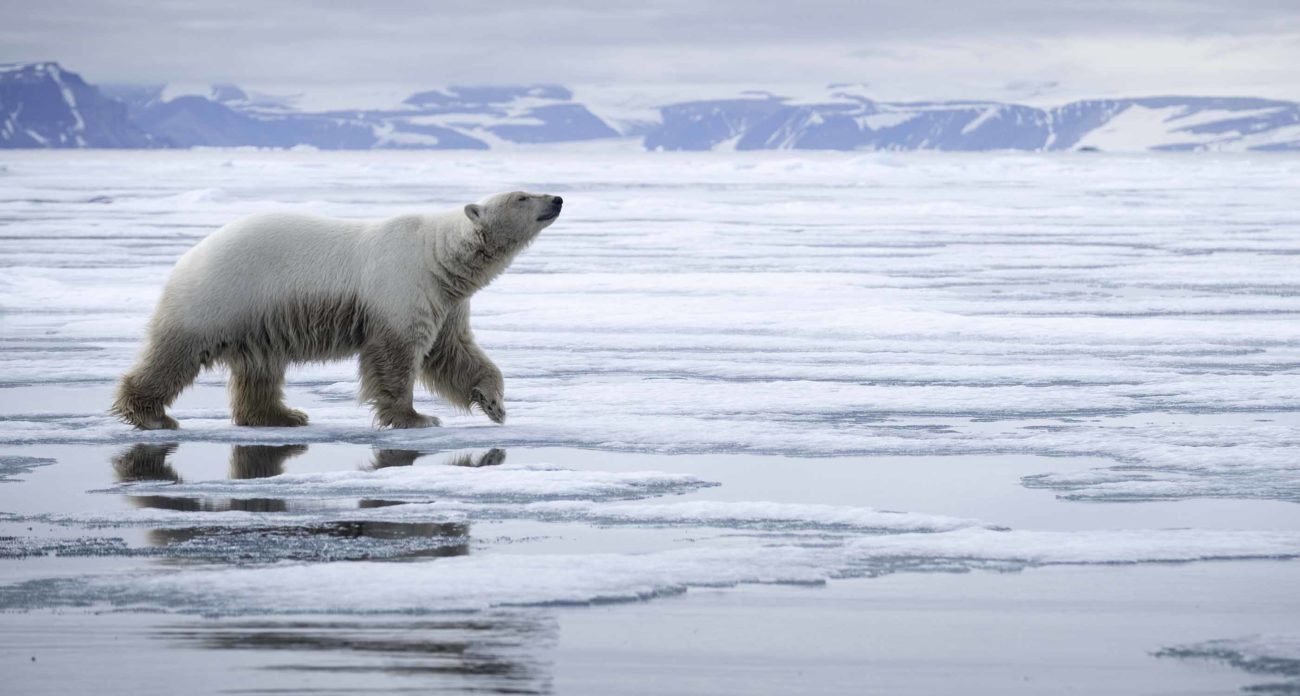 Découverte de l'Ours Polaire sur la Banquise lors de notre croisière au Spitzberg