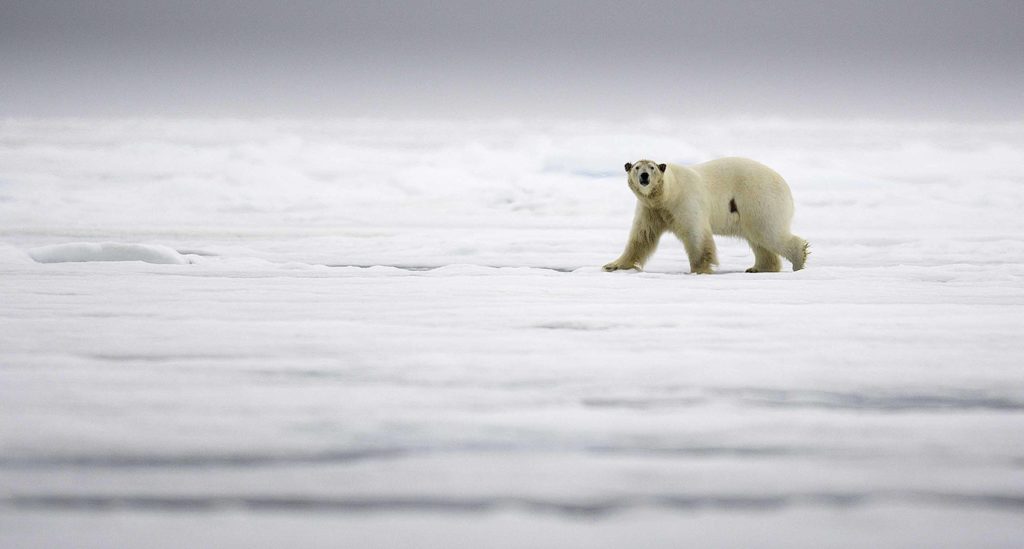 Observation de l'ours polaire sur la banquise lors de la croisière au Spitzberg