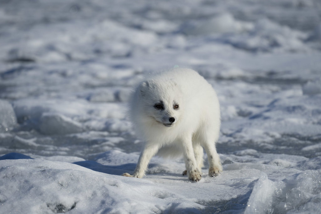 Le renard polaire ou renard bleu à la fourrure blanche en hiver