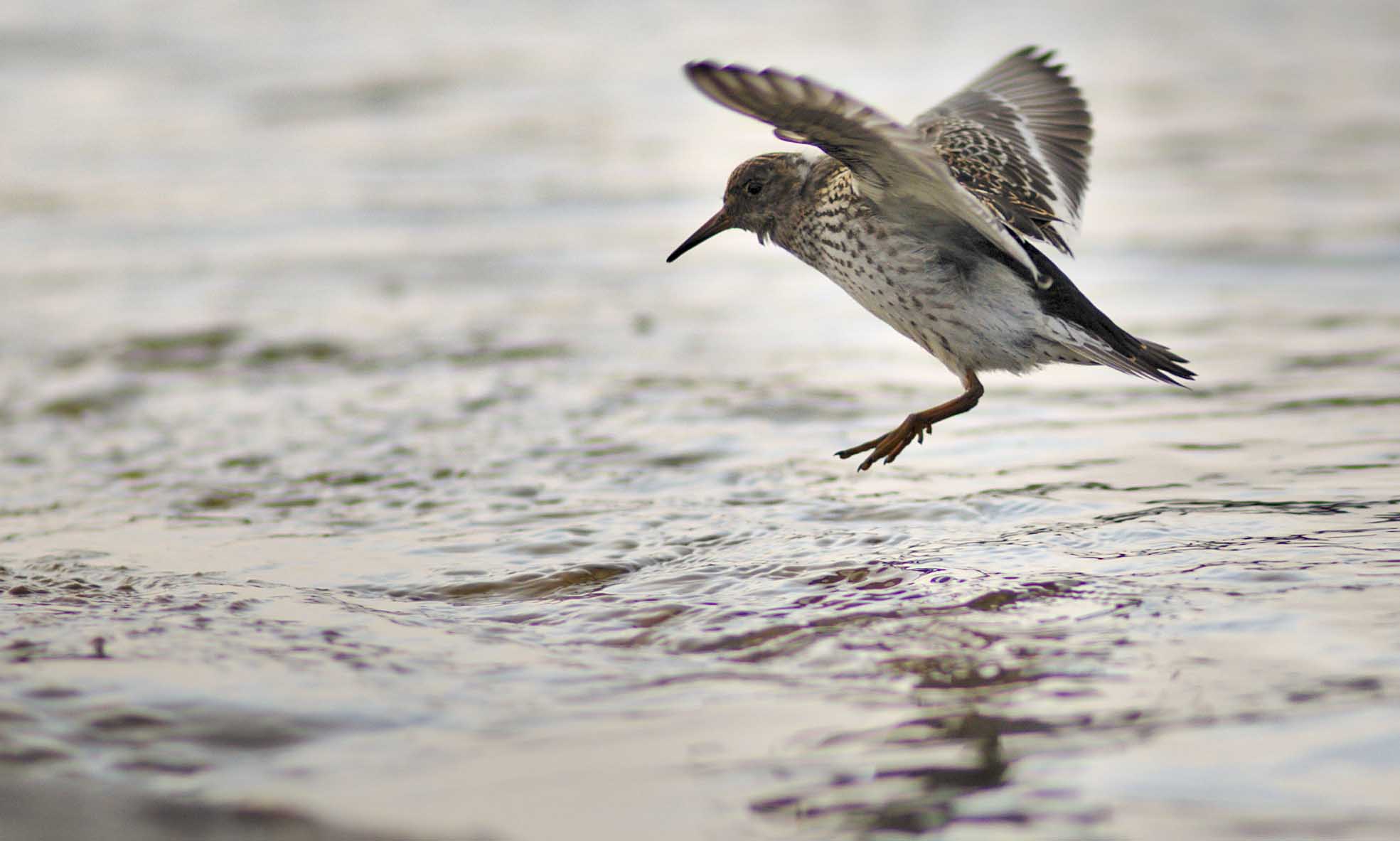 Le bécasseau violet Oiseau du Spitzberg