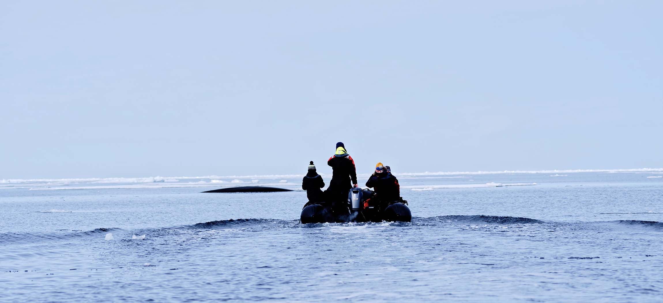 Zodiac Baleine Banquise Arctique