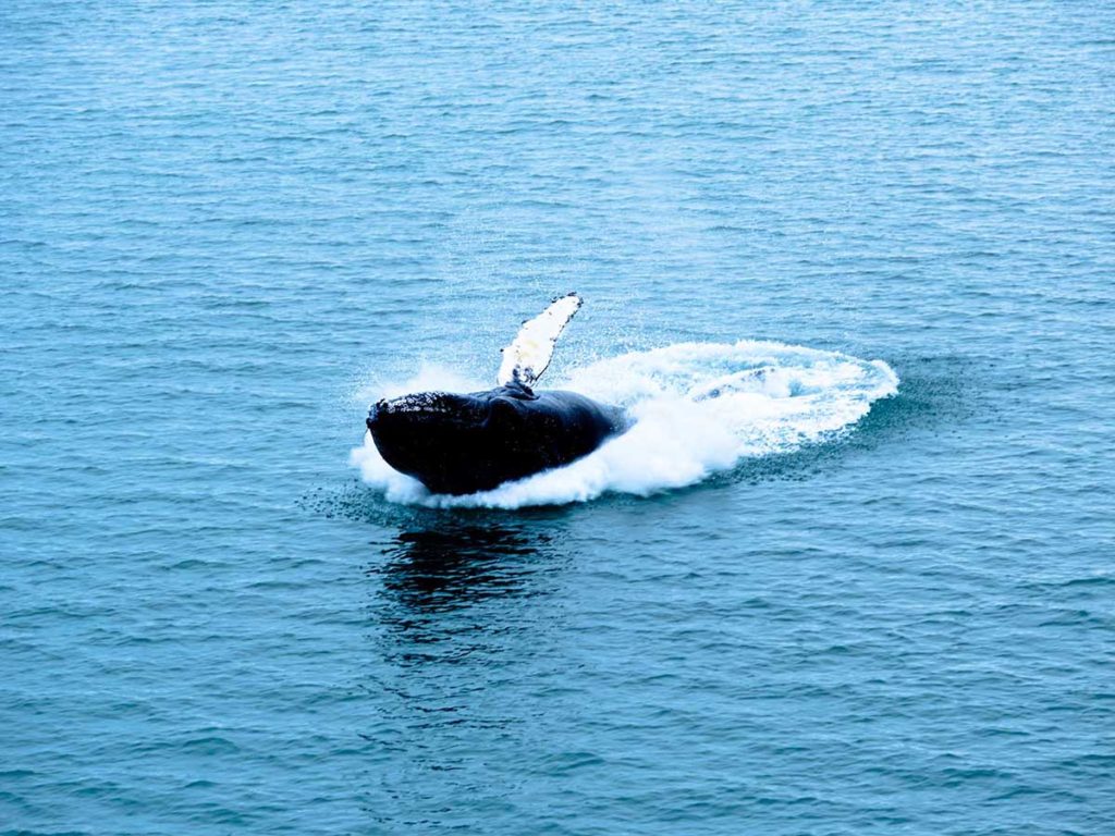 Observation des baleines au Spitzberg