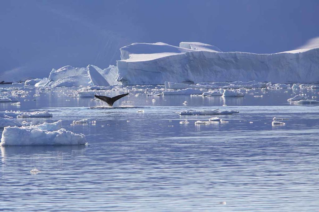 Exploration de l'Antarctique lors de nos croisières