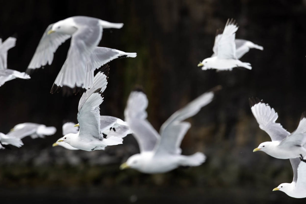 Observation des mouettes lors de la croisière au Spitzberg