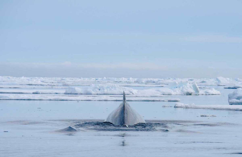 Découverte du Rorqual lors de la croisière au Spitzberg