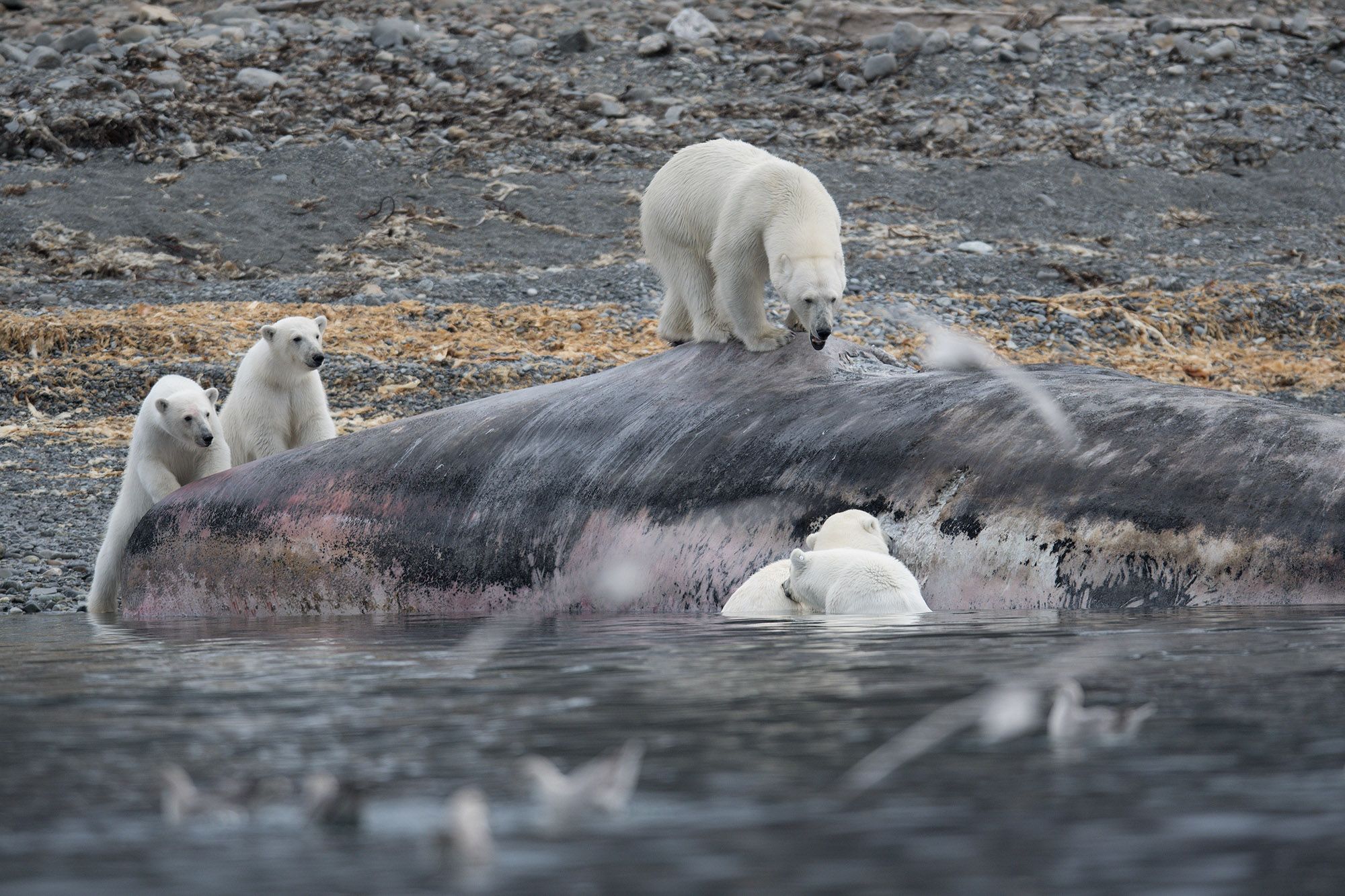 Que Cache Un Ours Polaire Sur Une Plage 10 choses à savoir sur l'ours polaire - Faune Arctique - Grands Espaces