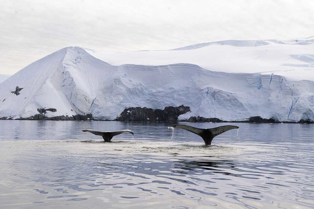 Baleine à bosse - croisière Antarctique