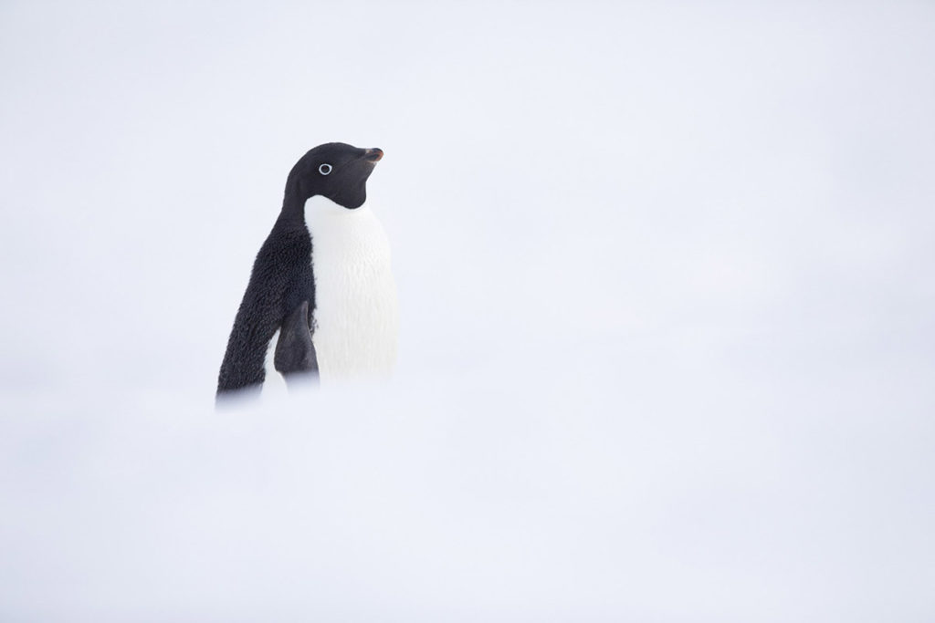 Manchot Adélie - Croisière Antarctique