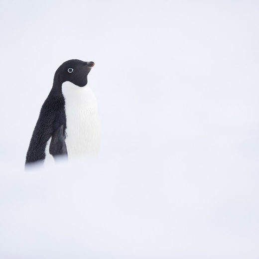 Manchot Jugulaire Antarctique