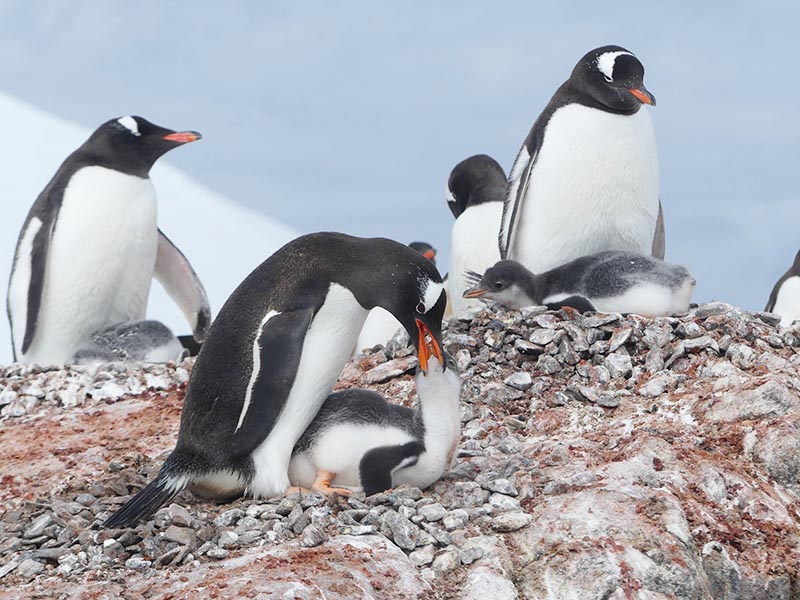 Manchots Papous - Antarctique