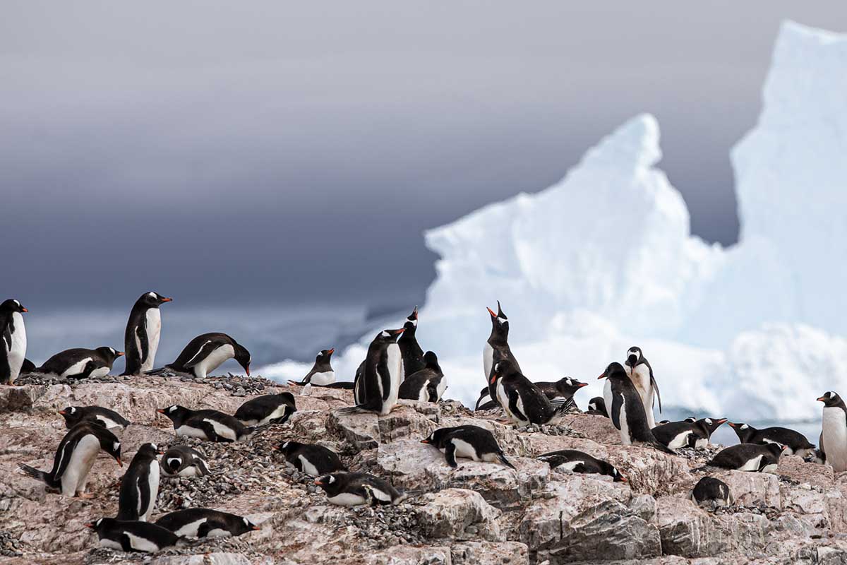 Manchots Papous - Croisière Antarctique